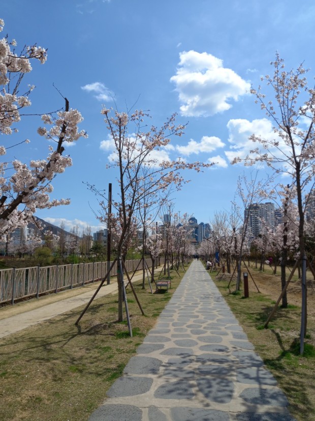 부산 벚꽃 명소 추천