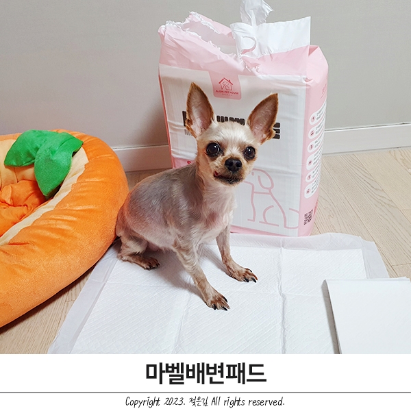 강아지배변패드 경제적인 선택 마벨 해현트레이딩 강아지배변패드 경제적인 선택 마벨 해현트레이딩