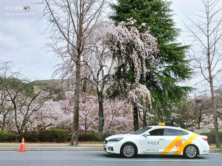 경주 보문 벚꽃구경 드라이브 경주 벚꽃스팟 장소
