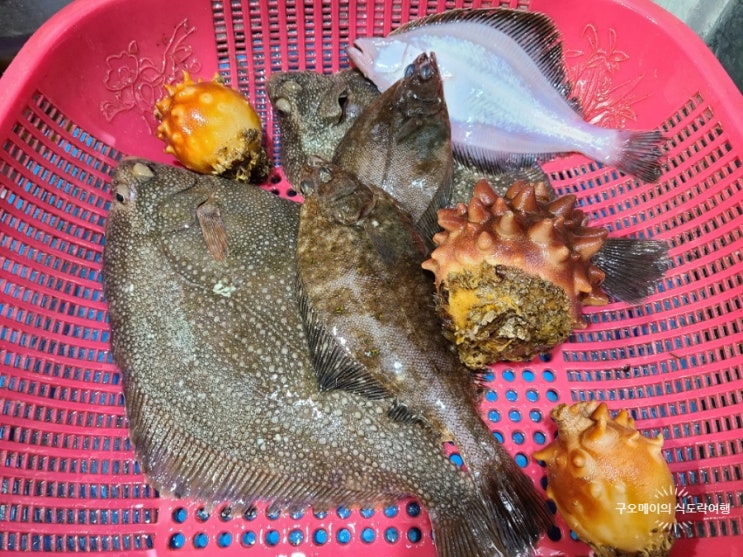  속초 설악항 회센터에서 5만 원으로 줄가자미 즐기기