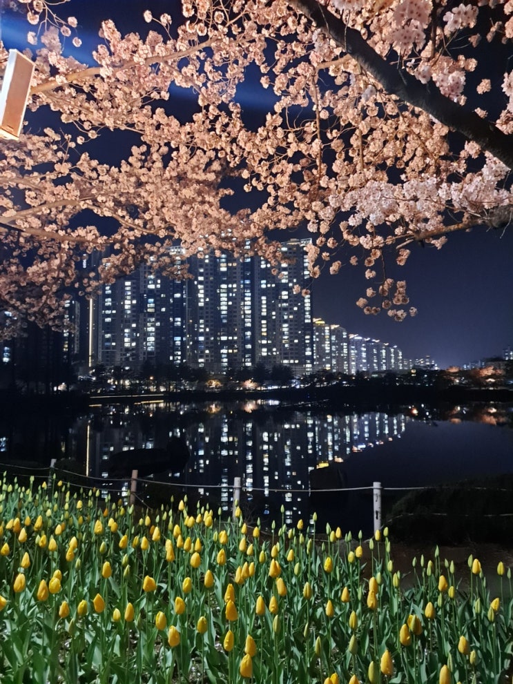  김해 벚꽃 명소 연지공원 2023년 벚꽃 튤립 근황 주말 나들이 추천해요