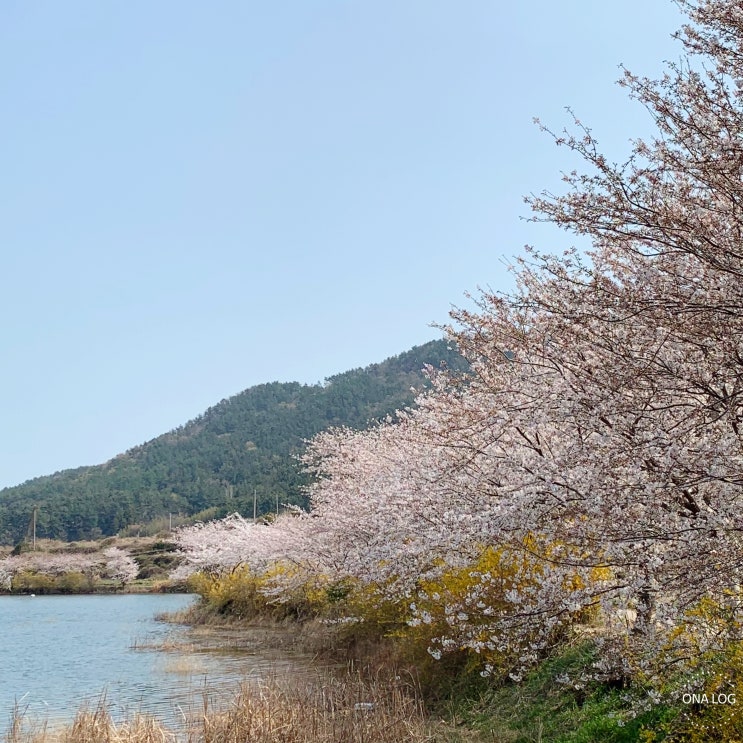 전남 여수 가볼만한곳 / 벚꽃명소 - 여수 승월마을