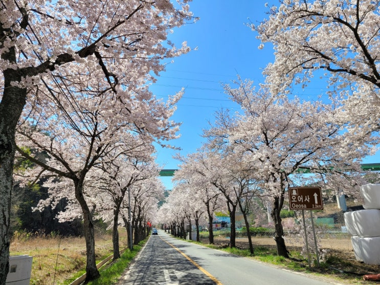 포항 오어사 벗꽃구경 ~