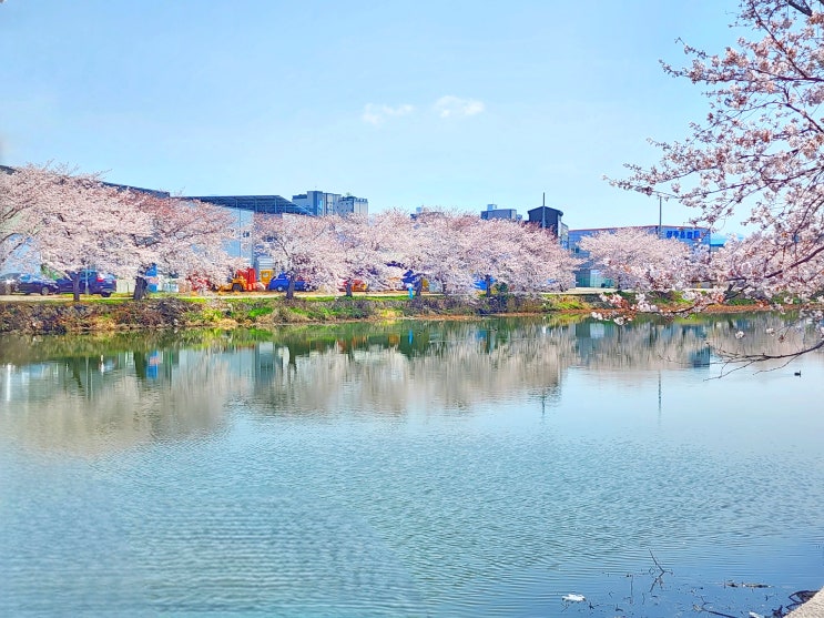  부산 벚꽃 명소, 염소 풀 뜯어먹는 소리 하네
