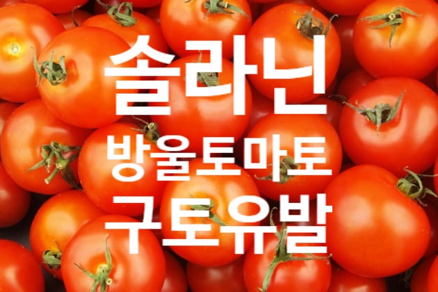  초록 방울토마토, 잘 못먹으면 구토유발! 솔라닌에 대해서 알아보자!