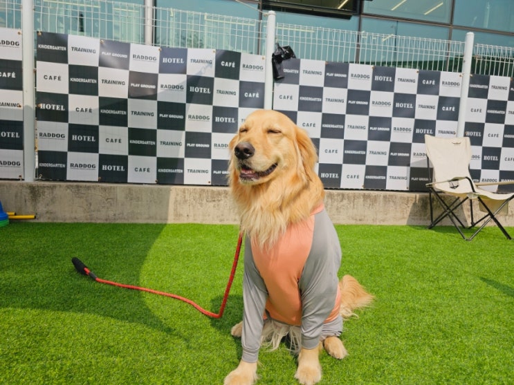 성남애견카페:) 라드독(강아지 안구건조증)