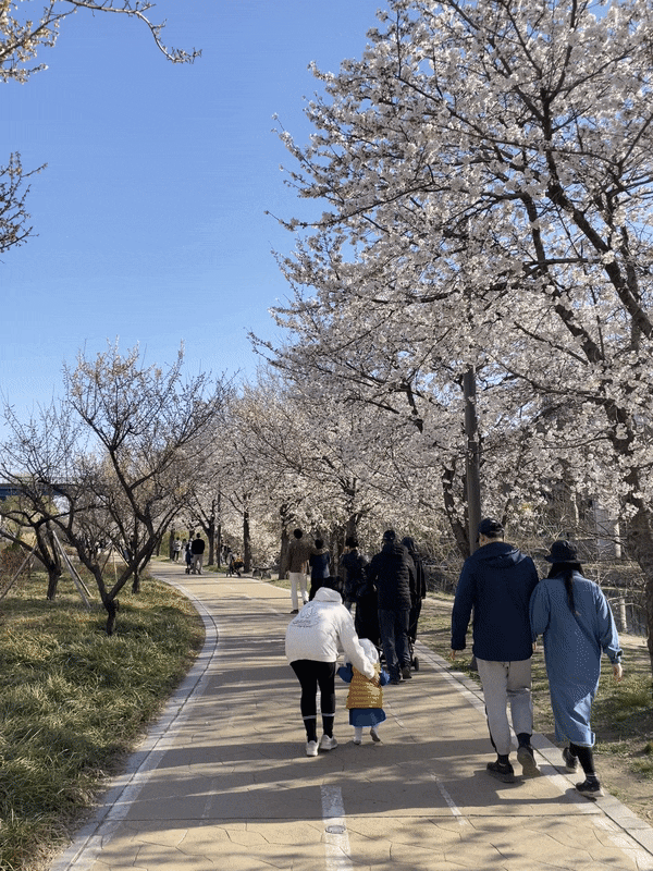 청계천 매화 거리 하동 매실 거리 용답역 걷기 좋은 숨겨진 서울 벚꽃 명소 가볼 만한 곳