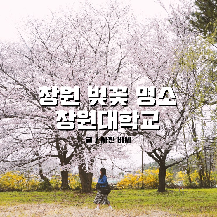  창원대 벚꽃 이번 주 만개 예상! 창원 벚꽃 명소 맞아요