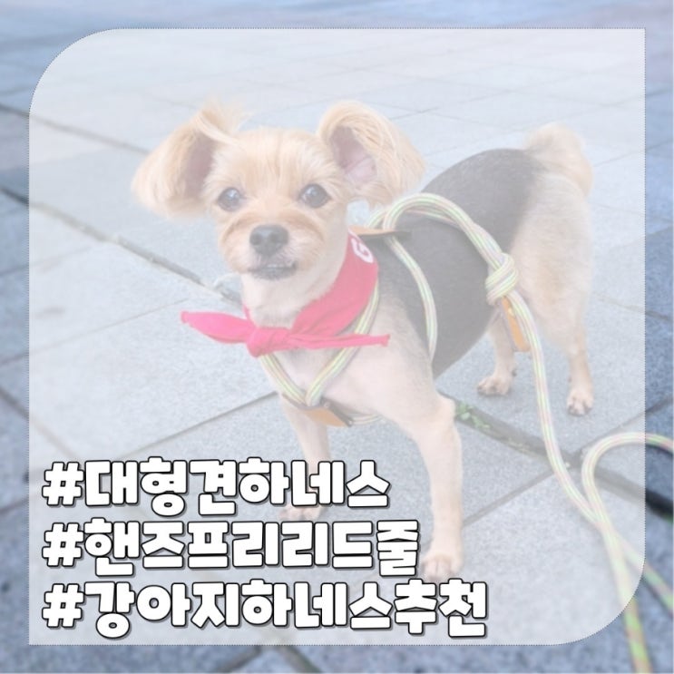  강아지 하네스 추천 대형견 가슴줄 가능한 올인원 핸즈프리리드줄