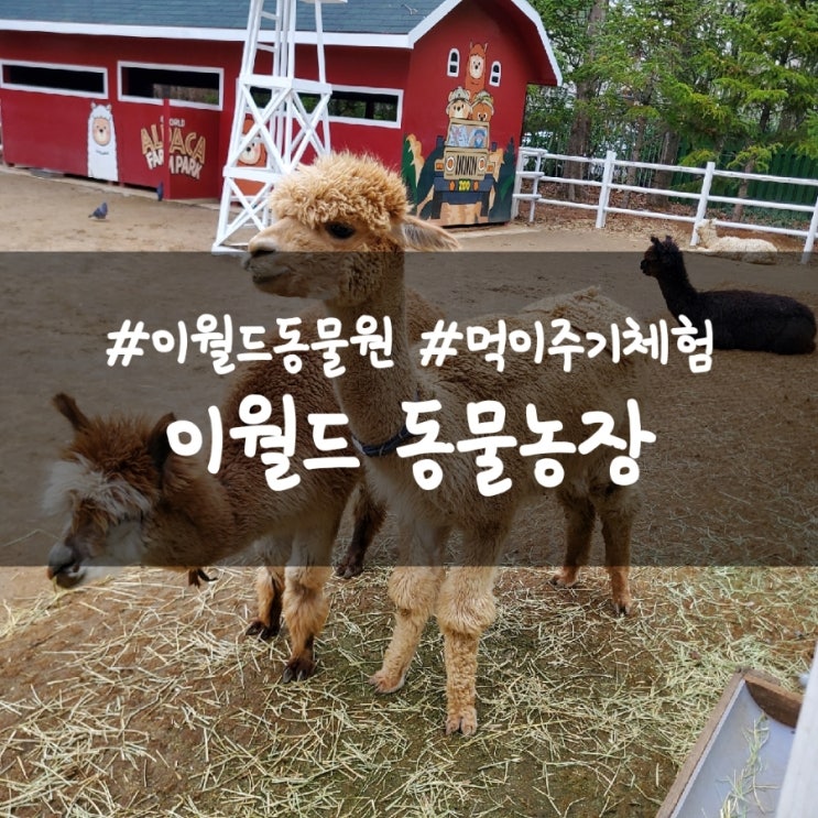  이월드 동물원 위치, 주주팜 동물농장 먹이주기 체험