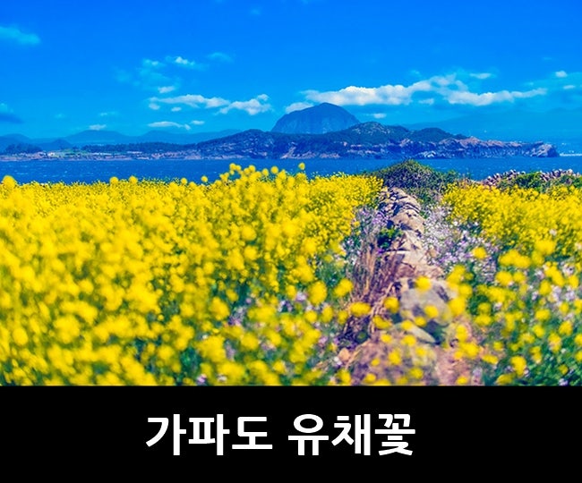 가파도 배시간, 가파도 청보리밭 유채꽃 4월 제주도 가볼만한곳 : 네이버 블로그