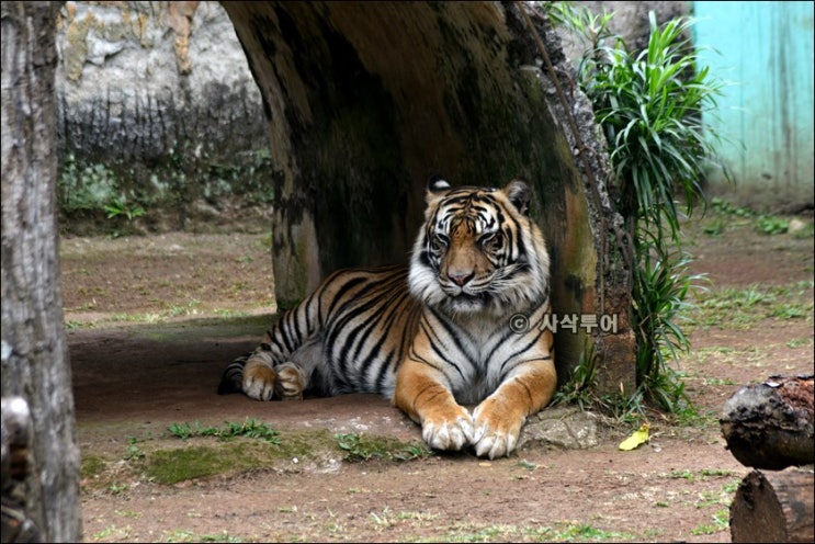  자카르타 동물원 - Taman Margasatwa Ragunan