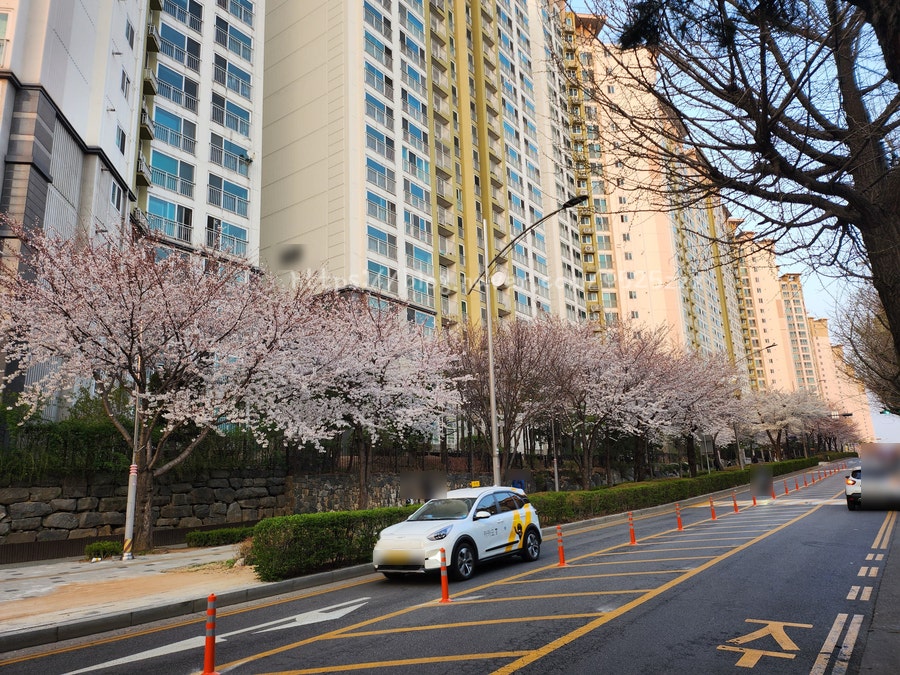 🌸집 앞에 벚나무 꽃, 벚꽃이 활짝🌸 관련 사진