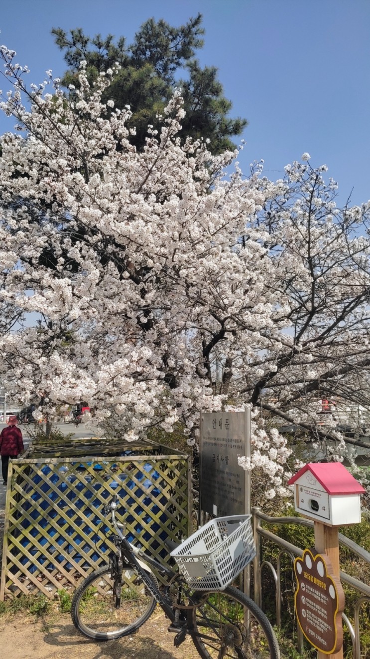 아침 산책 경기 광명 방향 안양천 왕재산 근린공원 벚꽃 진달래 230329