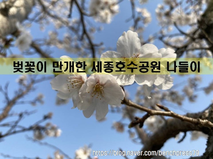  벚꽃 만개, 세종호수공원 나들이