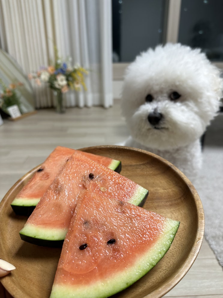  강아지 수박 먹어도 됩니다, 몇 가지 주의사항과 효능 말씀드릴게요