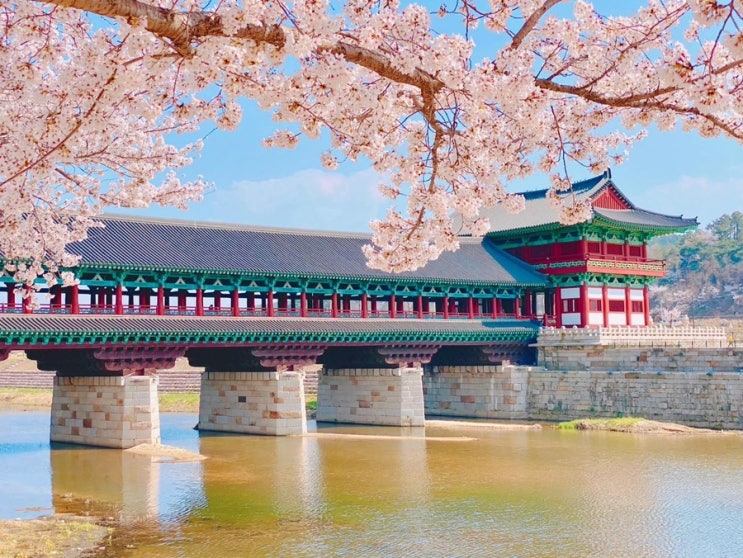  월정교 교촌한옥마을 경주벚꽃축제 기간 경주가볼만한곳 (월정교공영주차장)