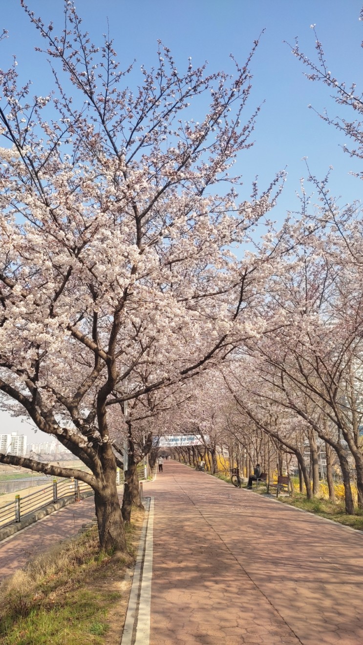 아침 산책 서울 가산 둘레길 안양천 벚나무길 개나리 벚꽃 230329