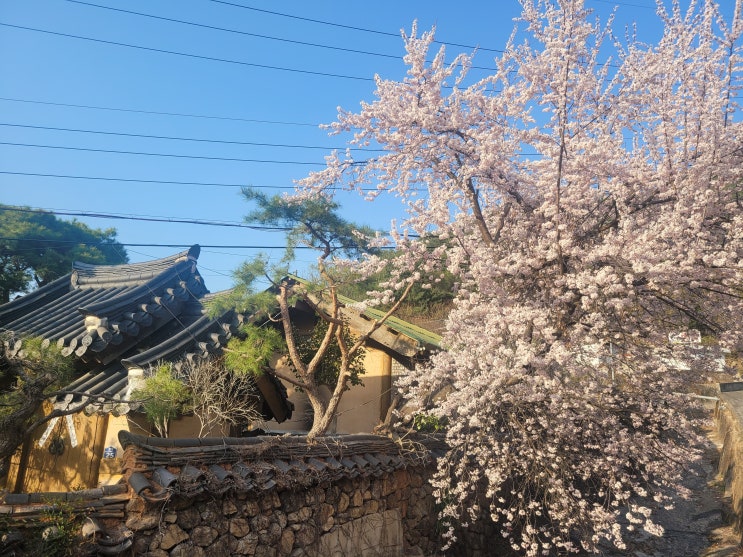 하동 십리벚꽃길 주차 힐링하세요