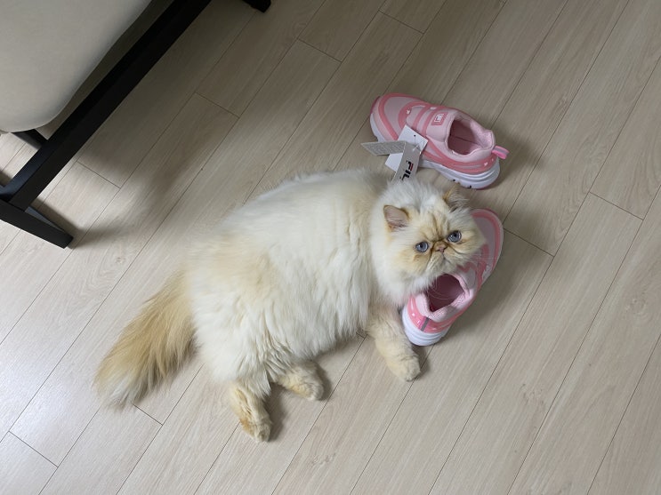  신발이 필요하냥