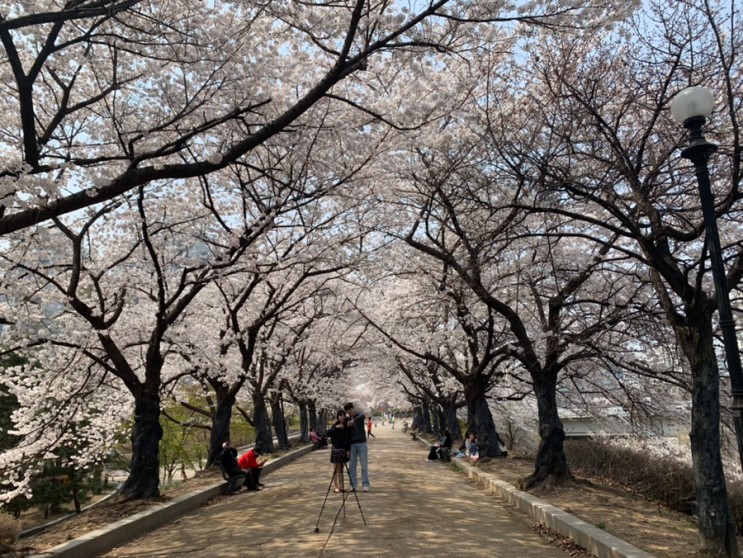 서울 벚꽃 개화시기 올림픽공원 성내천 벚꽃 명소