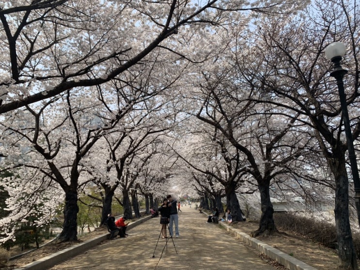 서울 벚꽃 개화시기 올림픽공원 성내천 벚꽃 명소 서울 벚꽃 개화시기 올림픽공원 성내천 벚꽃 명소