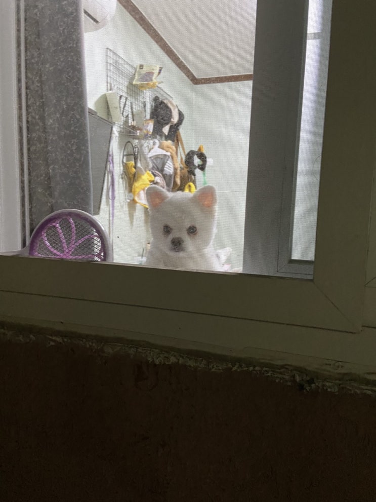  로또는 산책을 좋아해 강아지 밤 산책