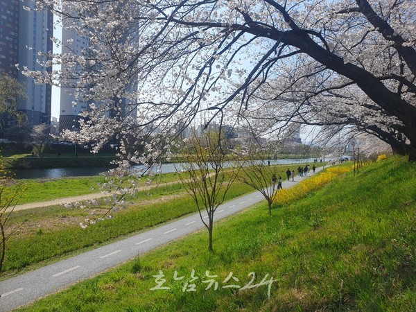  광주광역시, 광주천·영산강에서 봄꽃 즐기세요