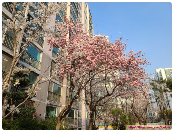 봄의 <b>향연</b>, <b>벚꽃</b>과 목련의 어우러짐.  동백, 제비꽃, 철쭉 개화... 