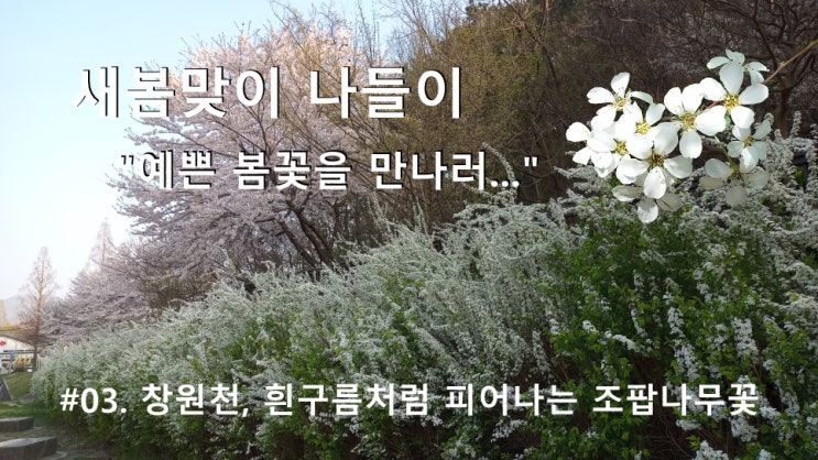 #03. 창원천, 흰 구름처럼 피어나는 조팝나무 꽃 #03. 창원천, 흰 구름처럼 피어나는 조팝나무 꽃