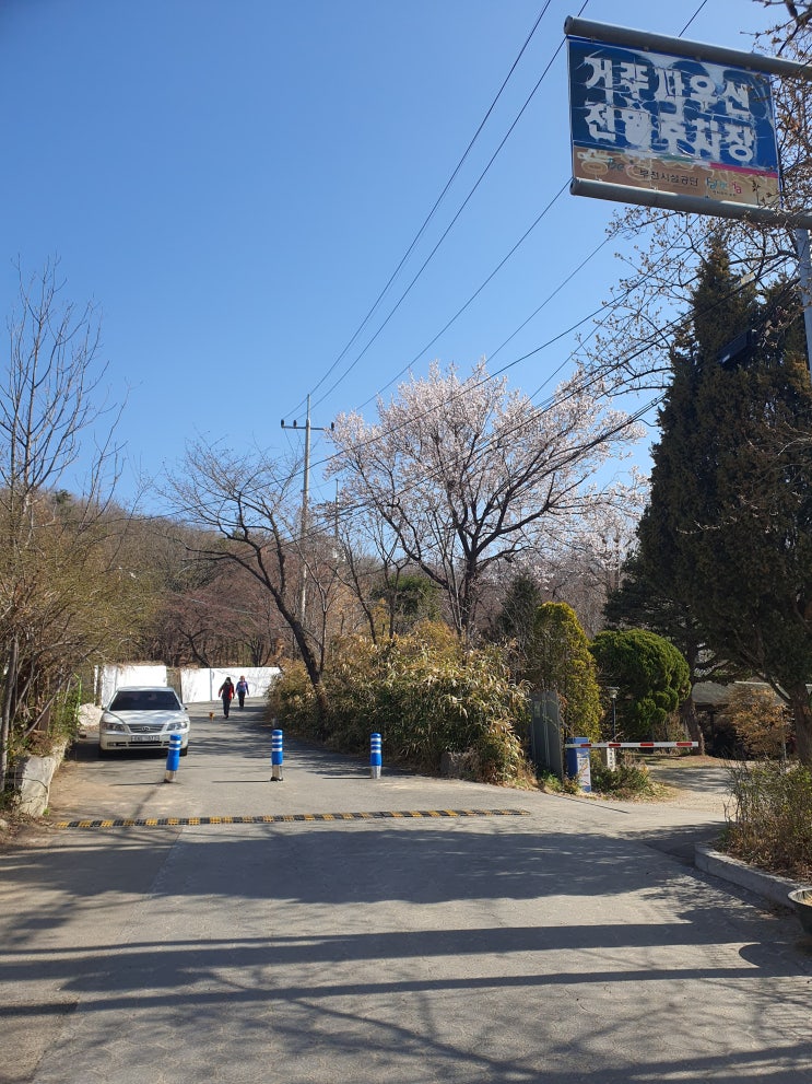  2023년 3월 26일 부천 도당산 벚꽃동산, 부천 원미산 진달래 둘레길 다녀왔습니다.