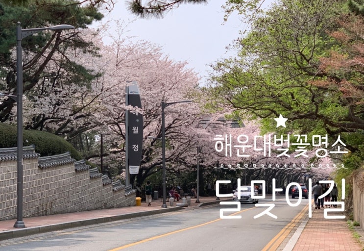부산 해운대 벚꽃명소 벚꽃명당 달맞이길 예쁘게 피어 절정에 이르른 오늘! 기분좋게 샤랄랄라 산책 (+벚꽃개화상황, 주차, 코스추천 등등) 부산 해운대 벚꽃명소 벚꽃명당 달맞이길 예쁘게 피어 절정에 이르른 오늘! 기분좋게 샤랄랄라 산책 (+벚꽃개화상황, 주차, 코스추천 등등)