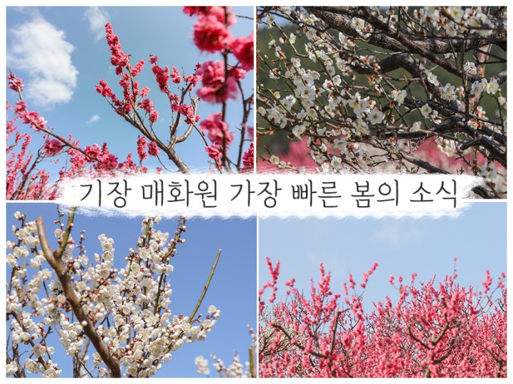 부산 여행지 봄 명소 추천