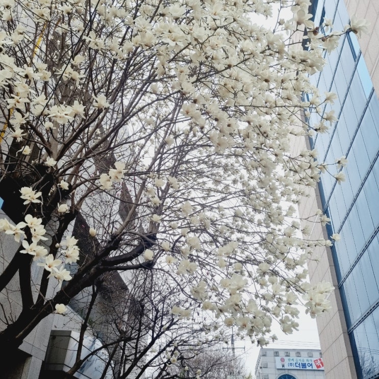  내년에 또보자 목련