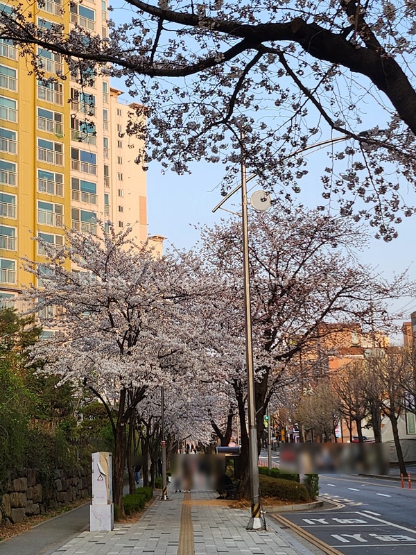 🌸집 앞에 벚나무 꽃, 벚꽃이 활짝🌸