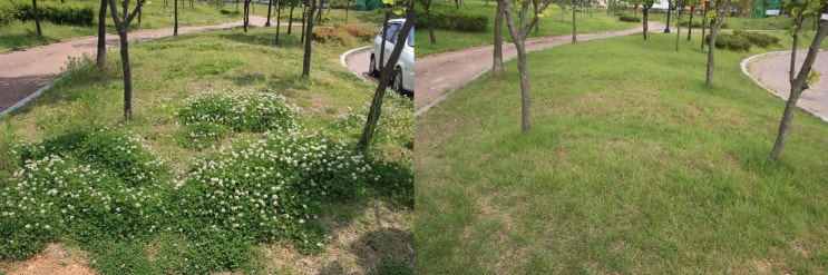  잔디밭 토끼풀 잡초제거 및 효과적인 방제 방법은? l  화성시 시공 사례 사진