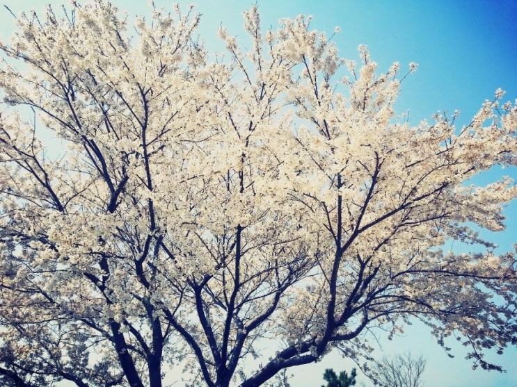 하늘...벚꽃..그리고 봄