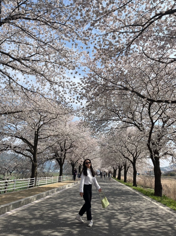  [대구 벚꽃 명소] 달창지 벚꽃 만개