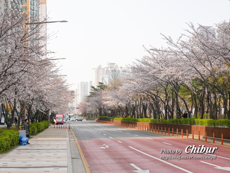  서울 벚꽃 명소 구로 벚꽃축제 봄꽃 구경 여행