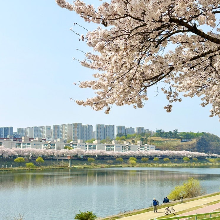  아양교 벚꽃길 (금호강벚꽃터널) 대구벚꽃명소 추천