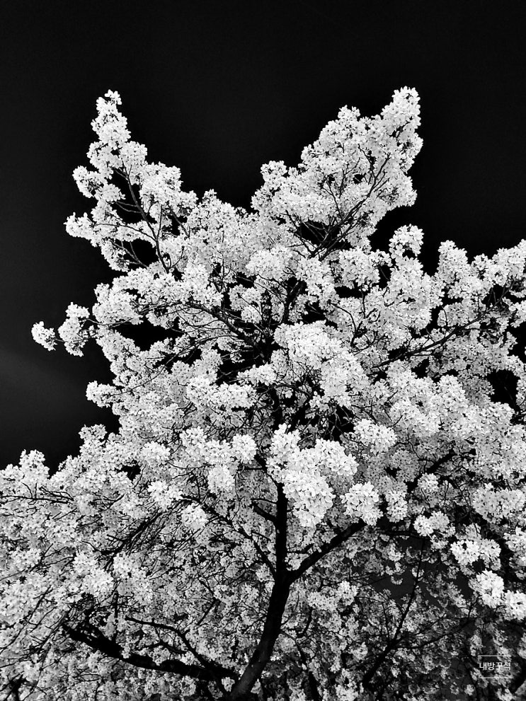  꽃보라동산 대구 북구 제2경 벚꽃명소 산책