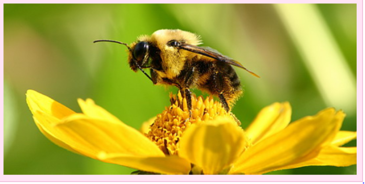 “범블비(bumble bee)의 미스매치