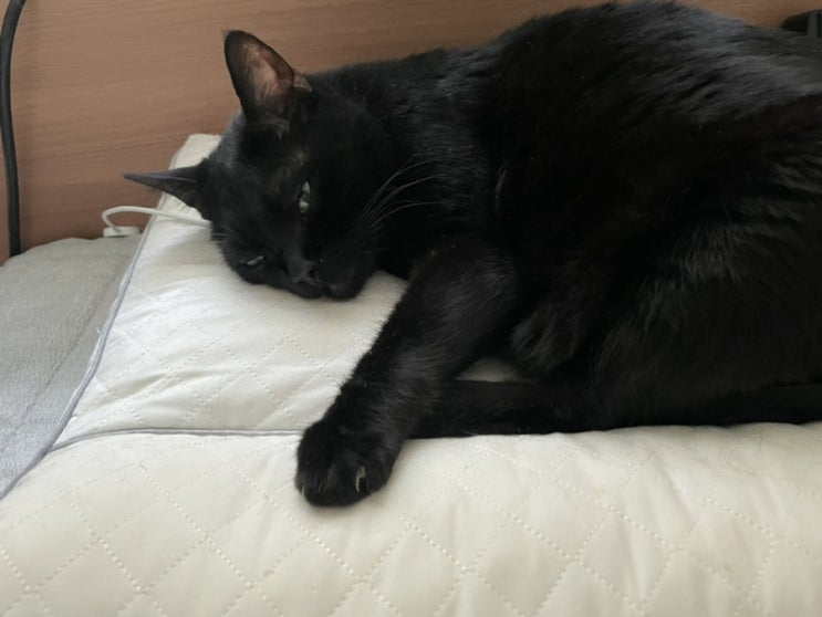  고양이 천식? 재채기, 콧물, 기침하는 이유 알아보기