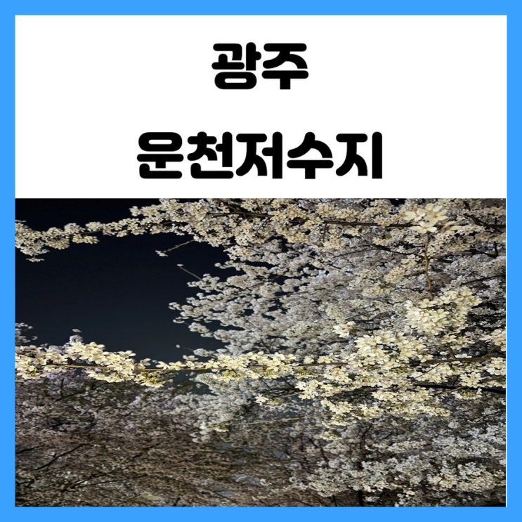 광주 운천저수지 야간 벚꽃 구경하면서 산책