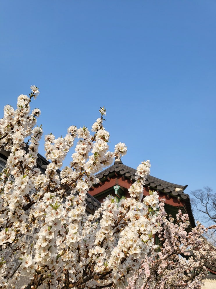  창덕궁 / 꽃구경 /산책