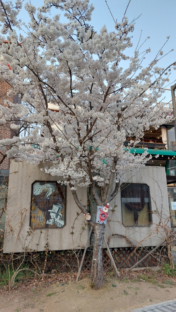 서울 벚꽃명소: 경의선숲길 경의산책거리 벚꽃 만발 서울 벚꽃길 소개