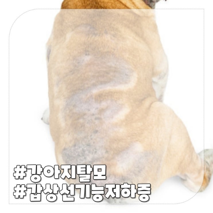 강아지 탈모 원인 갑상선기능저하증 증상과 예방