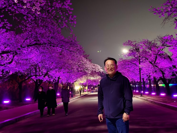  밤이 더 아름다운 보문정과 보문호반길 벚꽃길 걷기
