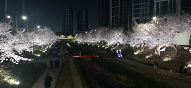 천안 원성천 벚꽃길 야간 산책