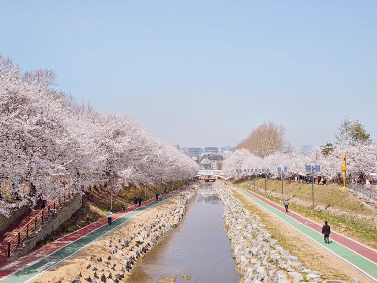 서울 벚꽃 당장 이번주에 가세요!  양재시민의숲 실시간